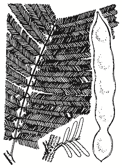 Acacia dealbata