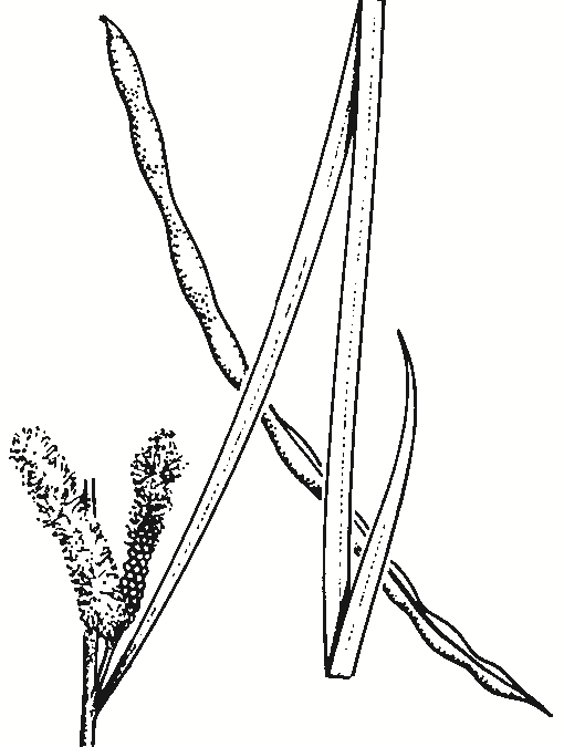 Acacia doratoxylon