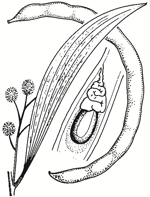 Acacia implexa