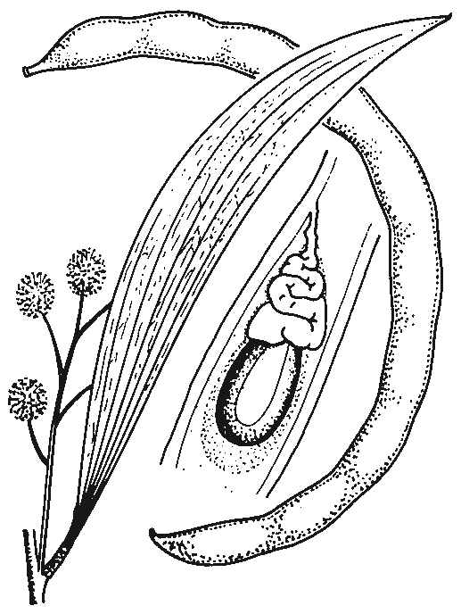 Acacia implexa