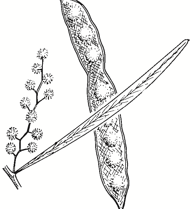 Acacia kettlewelliae