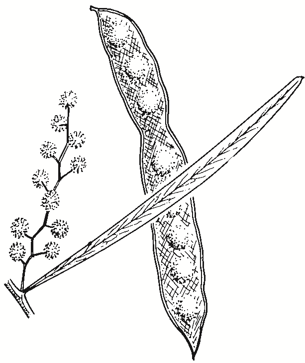 Acacia kettlewelliae