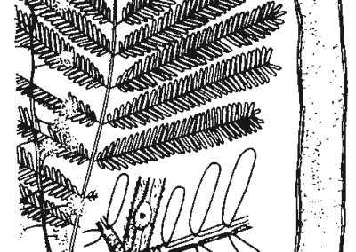 Acacia leucoclada