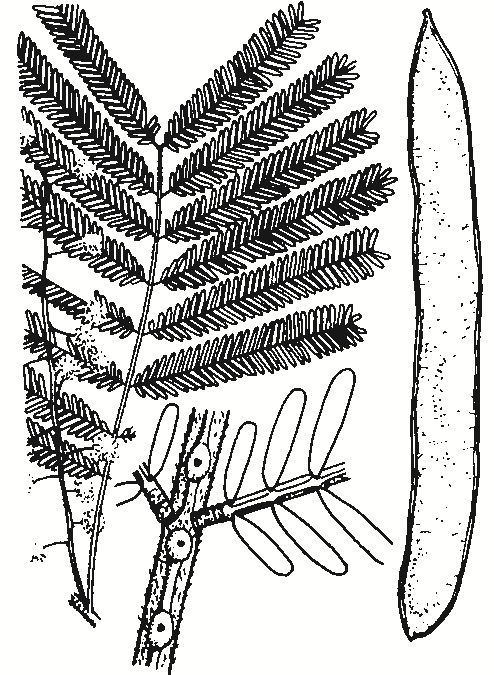 Acacia leucoclada