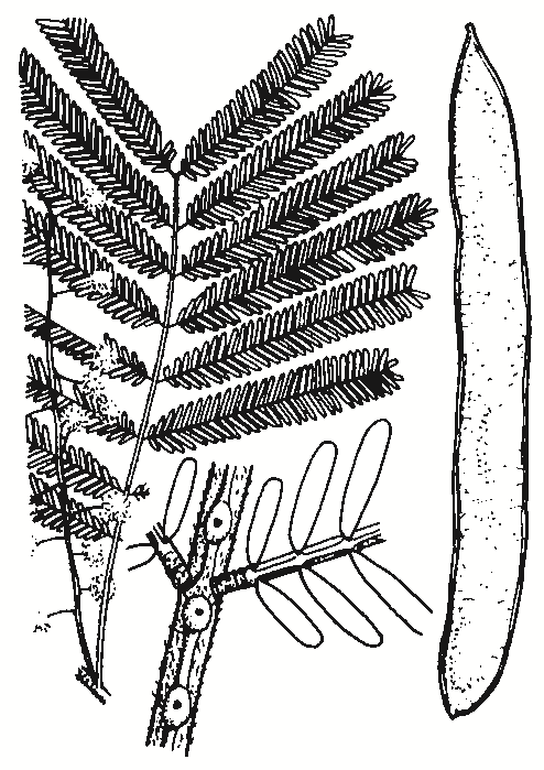 Acacia leucoclada