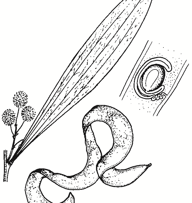Acacia melanoxylon