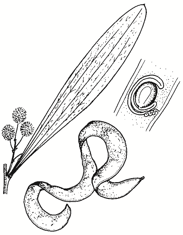 Acacia melanoxylon