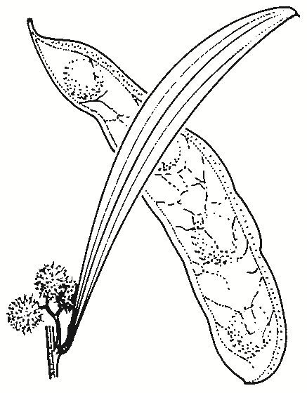 Acacia pendula