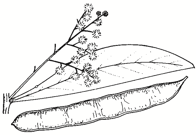 Acacia falciformis
