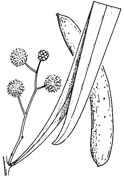 Acacia salicina