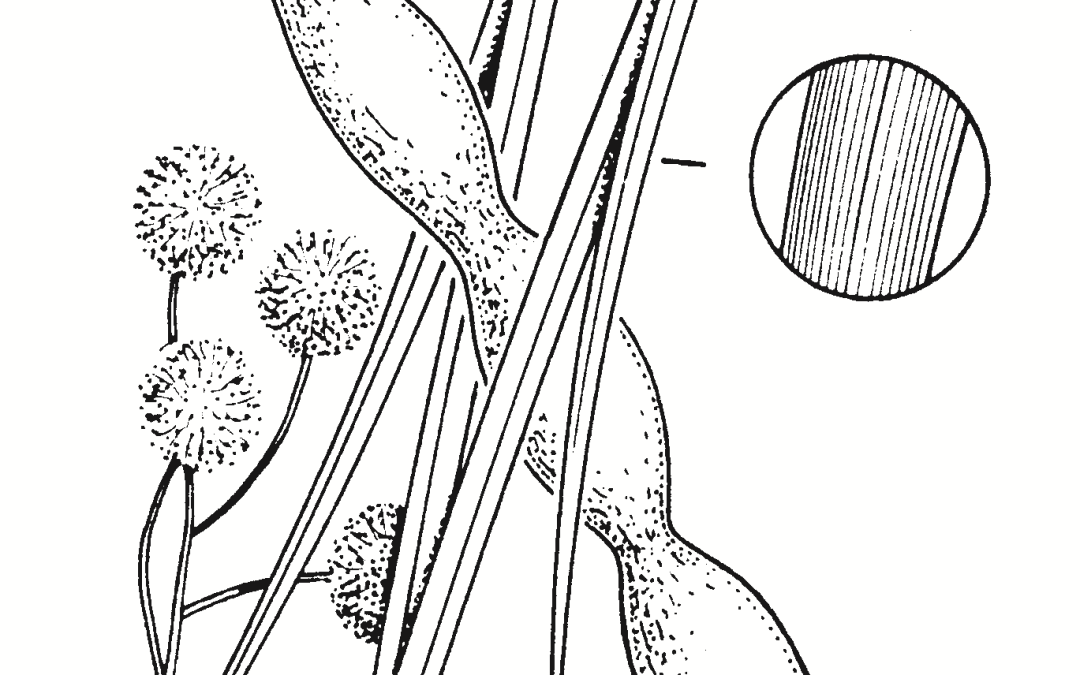 Acacia stenophylla