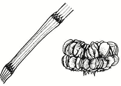 Allocasuarina luehmannii