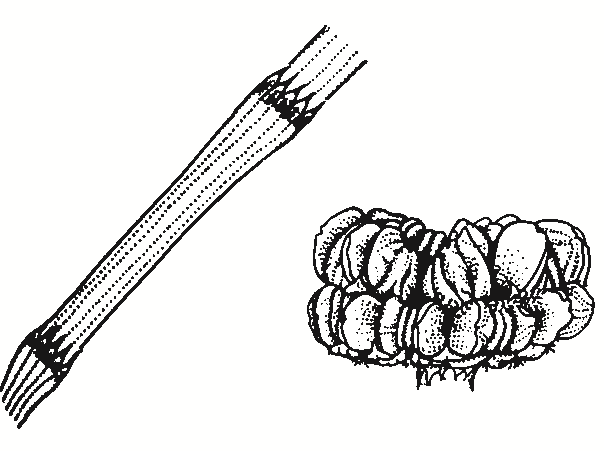 Allocasuarina luehmannii