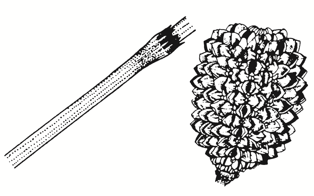 Allocasuarina verticillata