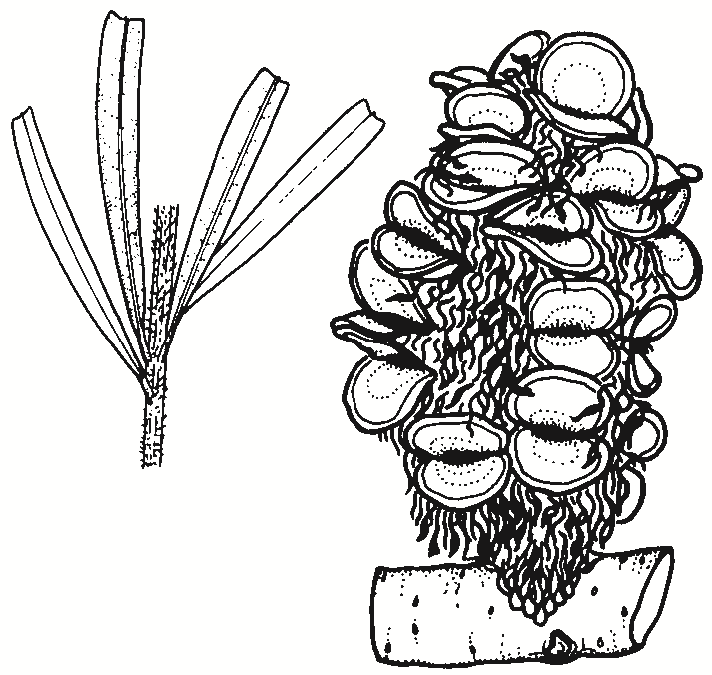 Banksia marginata