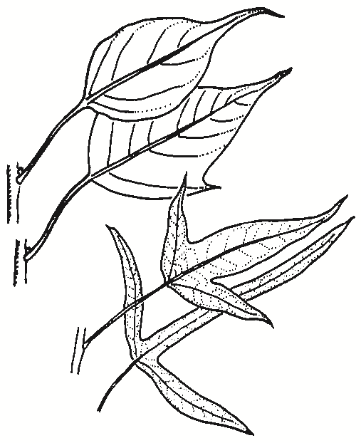 Brachychiton populneus