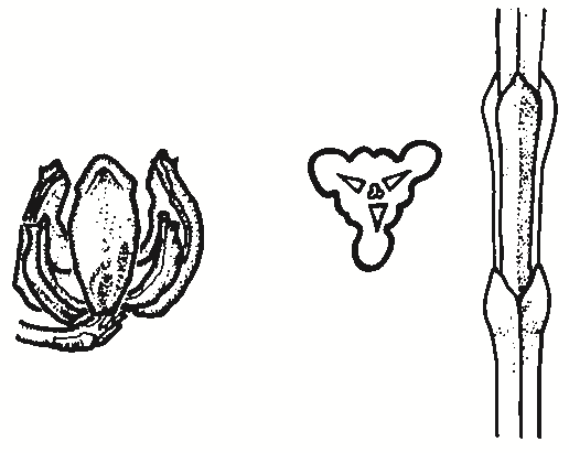 Callitris endlicheri
