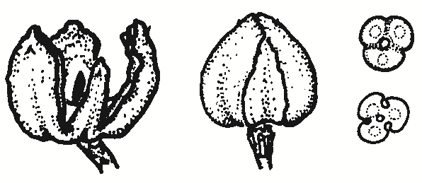 Callitris glaucophylla