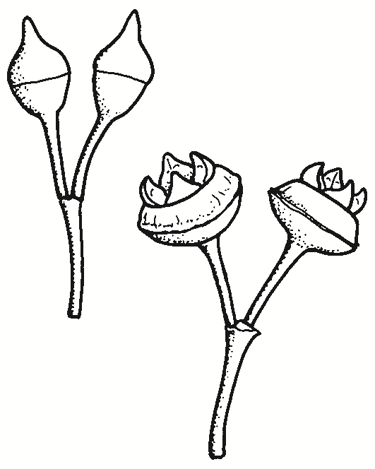 Eucalyptus camaldulensis