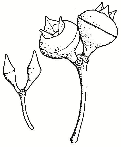Eucalyptus macrorhyncha