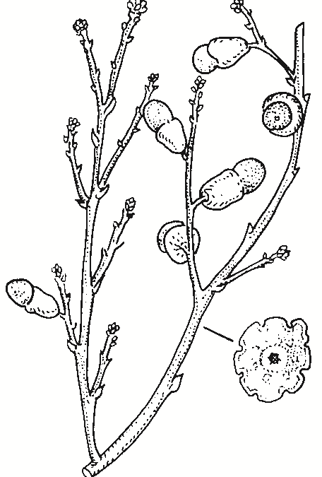 Exocarpos cupressiformis