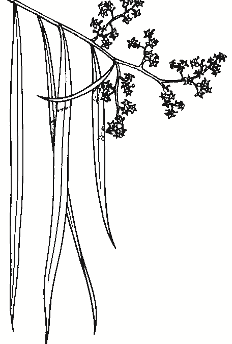 Geijera parviflora