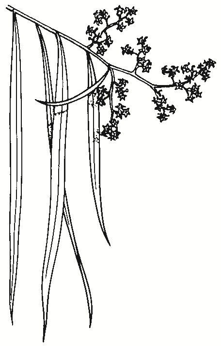 Geijera parviflora