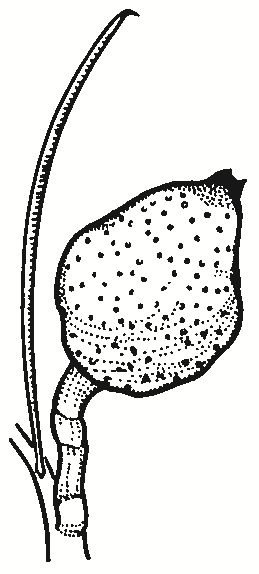 Hakea tephrosperma