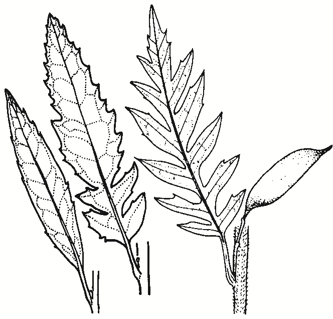Lomatia fraseri