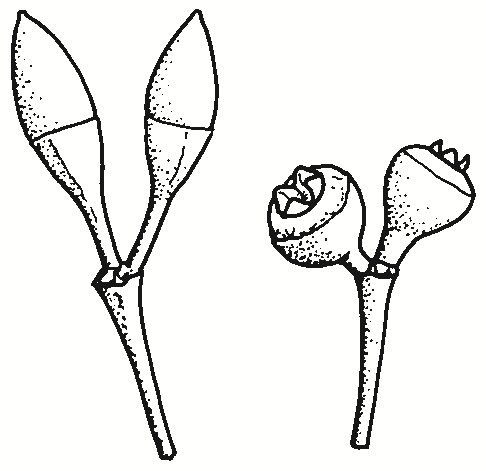 Eucalyptus blakelyi