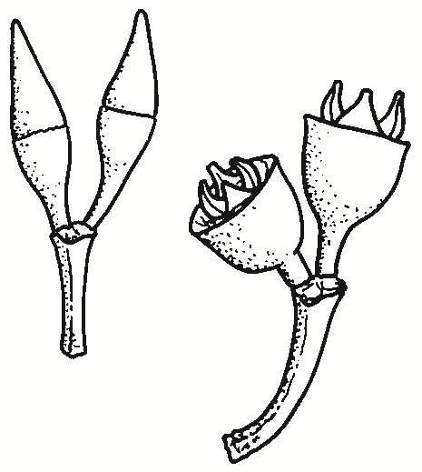 Eucalyptus dwyeri
