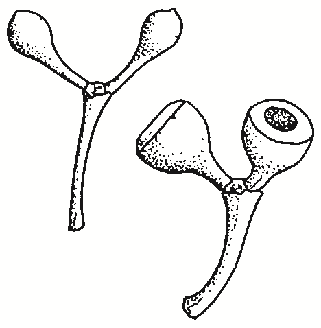Eucalyptus rossii
