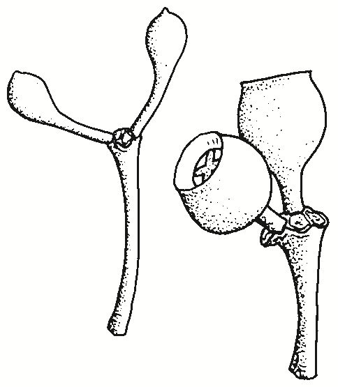Eucalyptus delegatensis