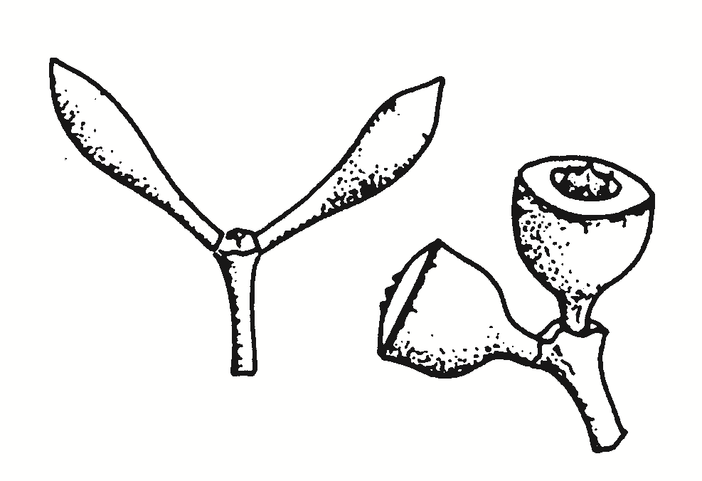 Eucalyptus robertsonii
