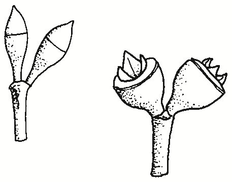 Eucalyptus bridgesiana