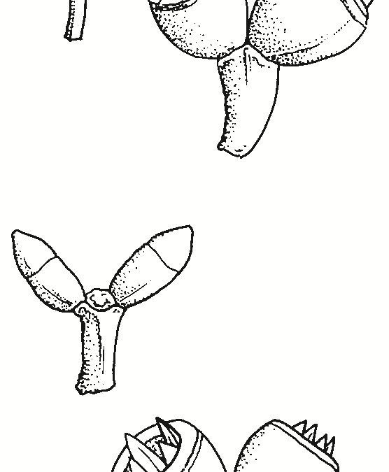Eucalyptus goniocalyx