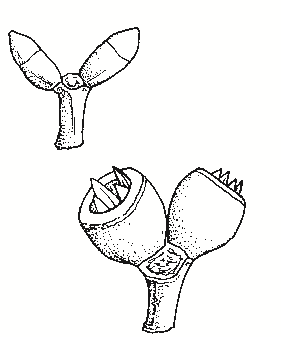 Eucalyptus goniocalyx