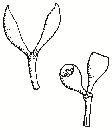 Eucalyptus microcarpa