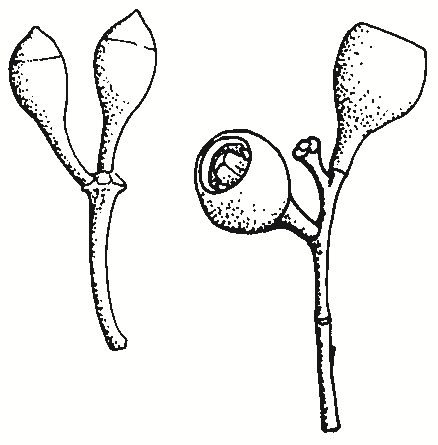 Eucalyptus polyanthemos
