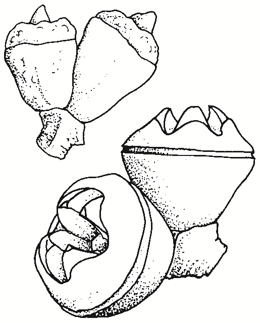Eucalyptus bicostata