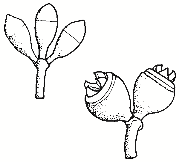 Eucalyptus dalrympleana