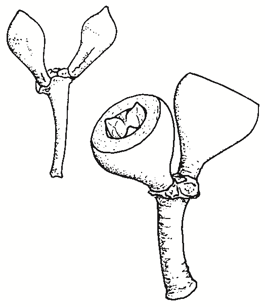 Eucalyptus pauciflora