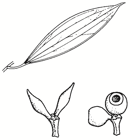 Eucalyptus stellulata