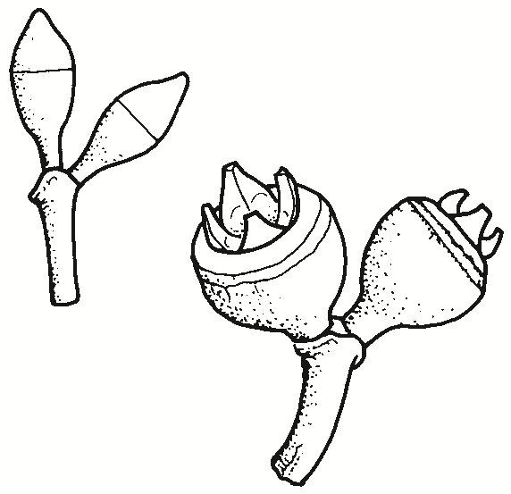 Eucalyptus viminalis