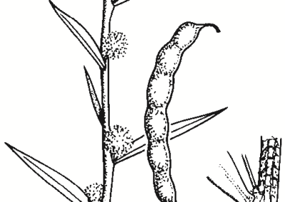 Acacia siculiformis