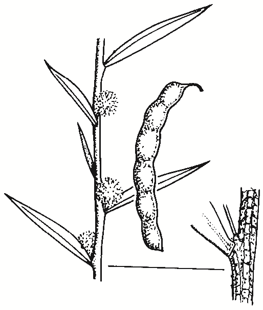 Acacia siculiformis