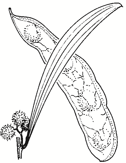 Acacia pendula