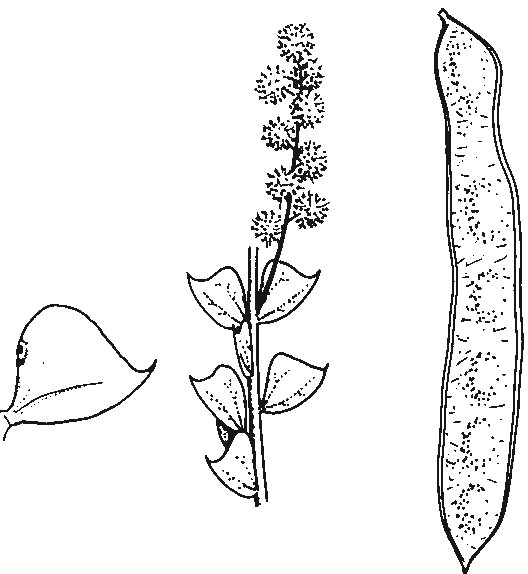 Acacia pravissima