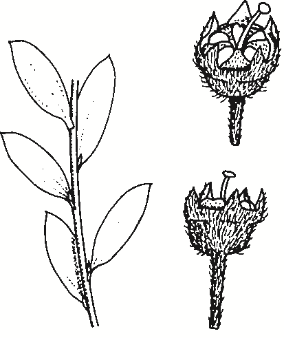 Gaudium brevipes