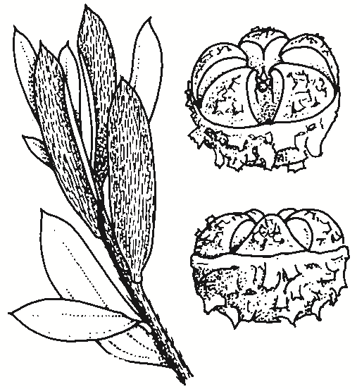 Leptospermum grandifolium
